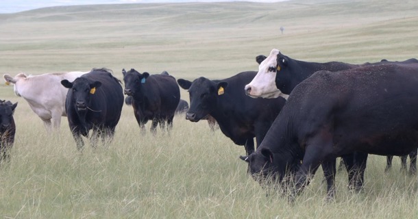 A webinar series will look at the annual cost of cows in relation to management decisions. Photo by Maria Tibbets